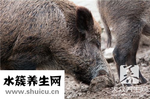 豬舌頭巧去舌苔膜