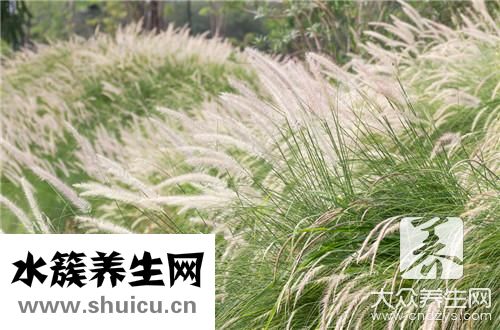 白茅根泡水喝功效