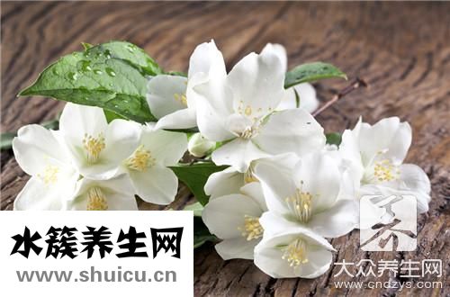 孕婦可以喝茉莉花茶嗎
