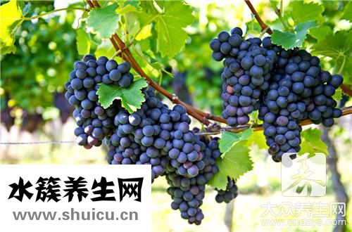 葡萄干減肥