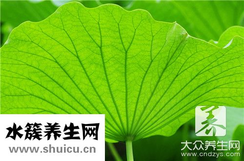 冬瓜荷葉茶正確喝法