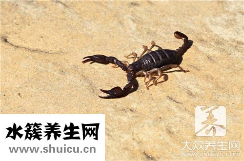 蝎子好處和壞處