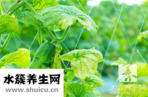 絲瓜絡煮水功效