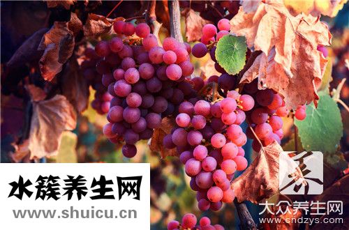葡萄籽副作用