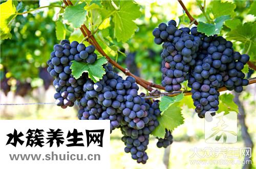 葡萄籽副作用