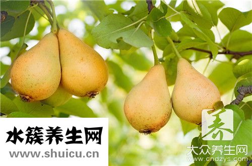 冰糖雪梨燉多久