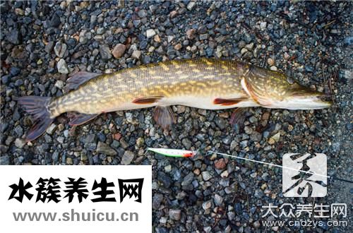 炸帶魚(yú)裹干面還是面糊