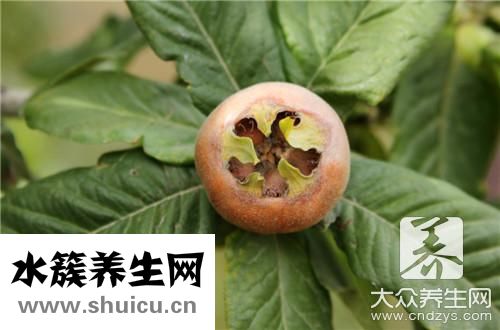 枇杷葉煮水功效