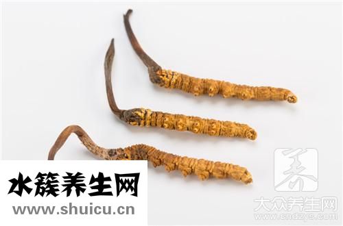 蟲(chóng)草蝙蝠蛾