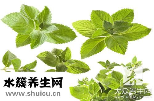 荷葉和搭配最減肥