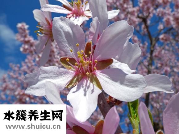 孕婦可以吃蒜么