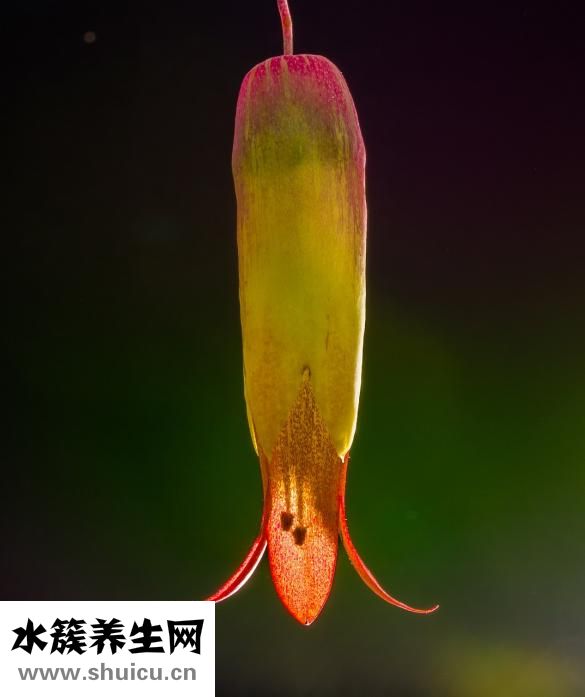 田七和三七一樣嗎