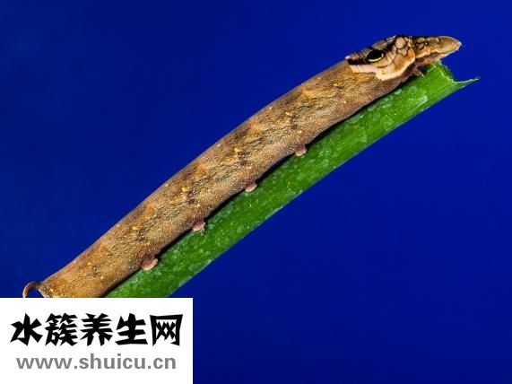 香蕉的營養成分