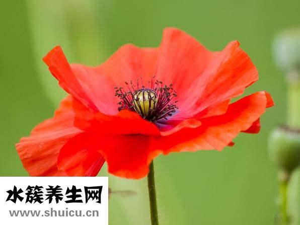 孕婦可以吃鴨脖嗎