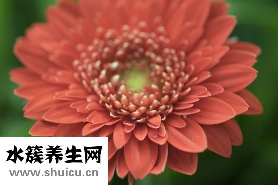 各種茶的作用與功效