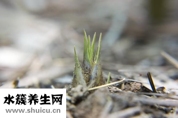 鮮竹筍怎么處理