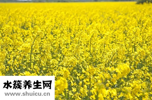 亞麻籽油如何食用