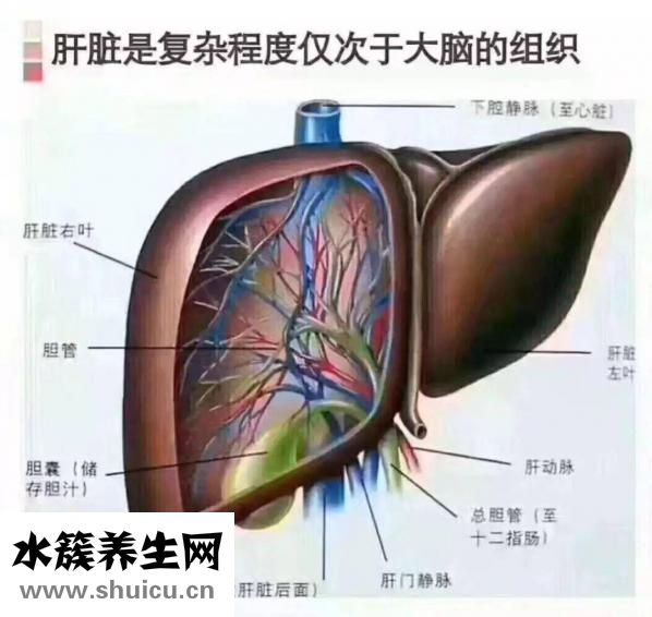 什么是蜘蛛痣圖片