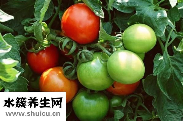 吃草莓可以減肥嗎