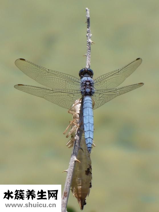 生理鹽水的溶質