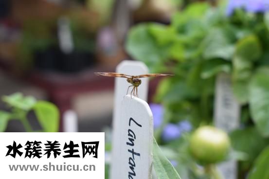 孕婦可以吃枇杷