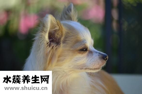 嬰幼兒配方奶粉