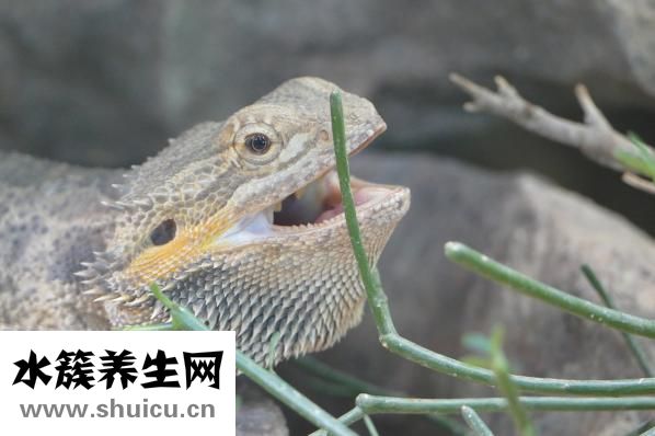 蜆子煮多久能熟