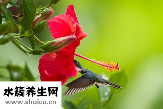 細小的癥狀有哪些