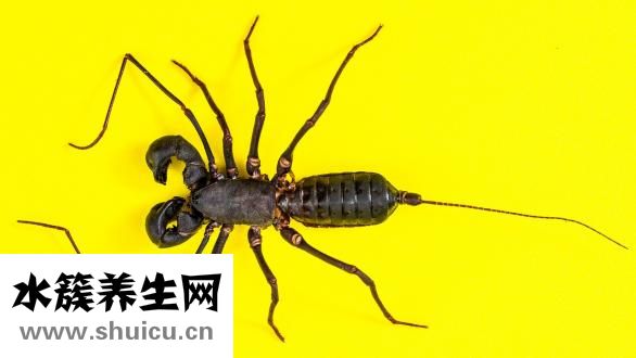 蜆子煮多久能熟