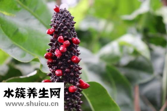 維他命的功效與作用