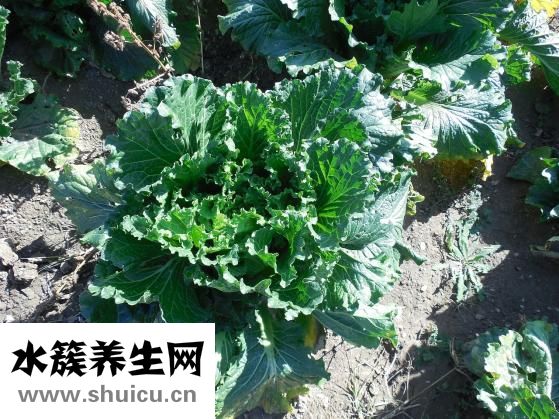 豌豆煮多長時間能熟