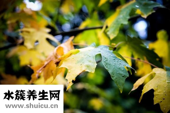 桃膠雪燕皂角米