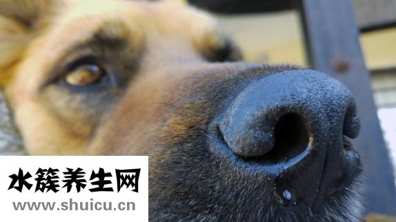 一直打噴嚏流鼻涕