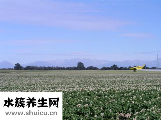 黑加侖的功效與作用