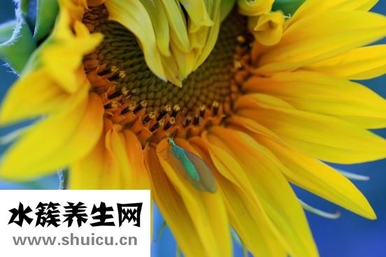 烏賊骨的功效與作用