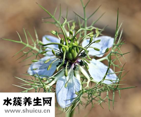 燒烤有哪些菜品