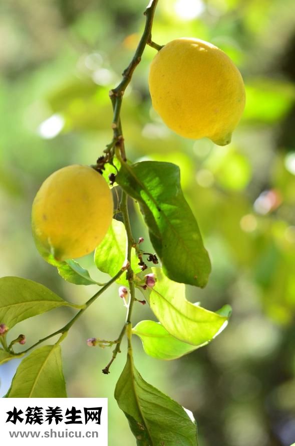 苕菜的功效和禁忌