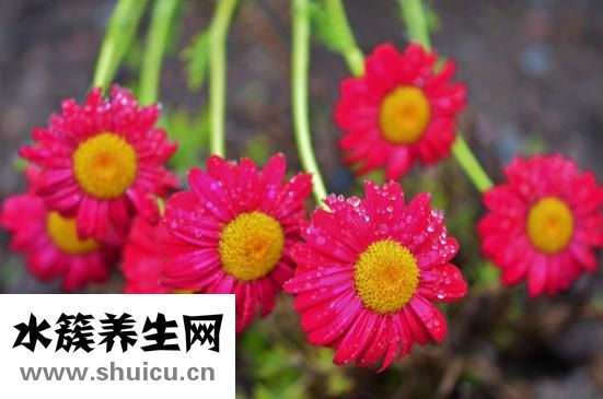 血糖高能吃花生嗎