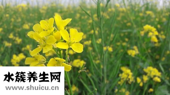 象牙的功效和作用