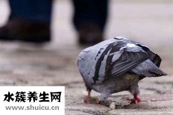 臀大肌鍛煉方法