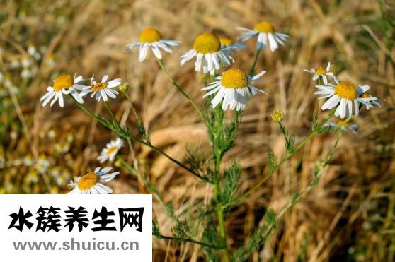 烏賊骨的功效與作用