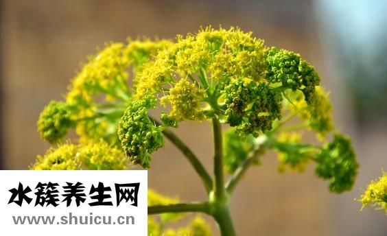 山芹菜怎么做好吃