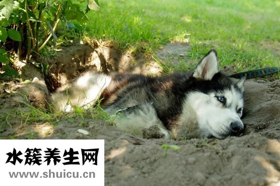 喉嚨嘶啞怎么治療