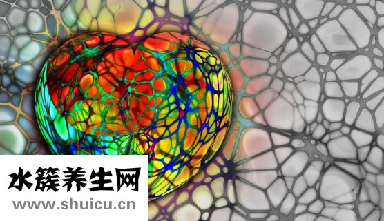 西洋參是花旗參嗎