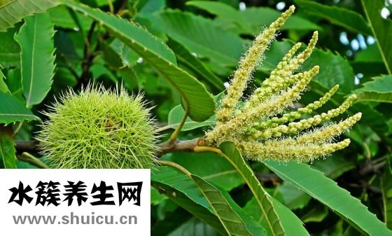 蒜苔怎么炒好吃