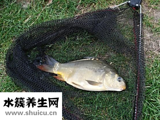 怎樣做糟魚