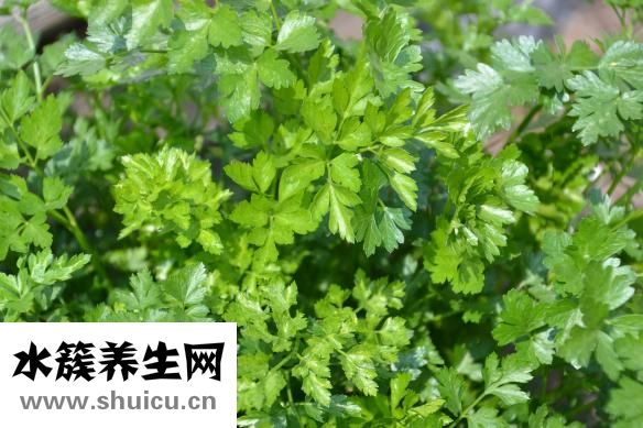 豌豆莢怎么做好吃