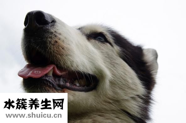 聲音嘶啞吃什么藥