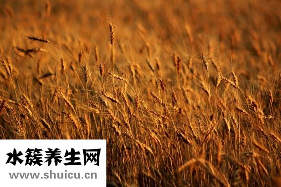 莜麥面的做法大全