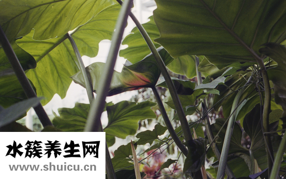 完美蘆薈膠真假辨別